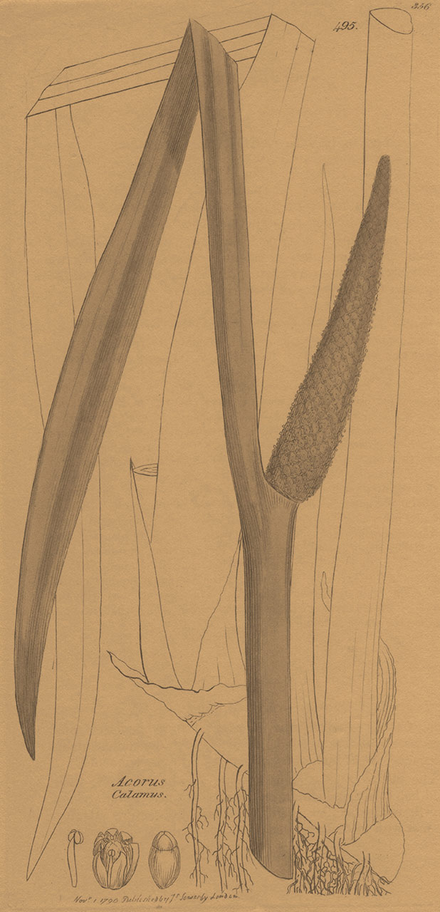 Calamus Image